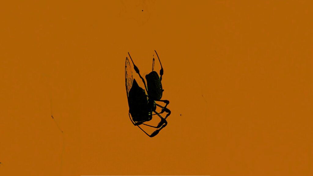 spider and fly